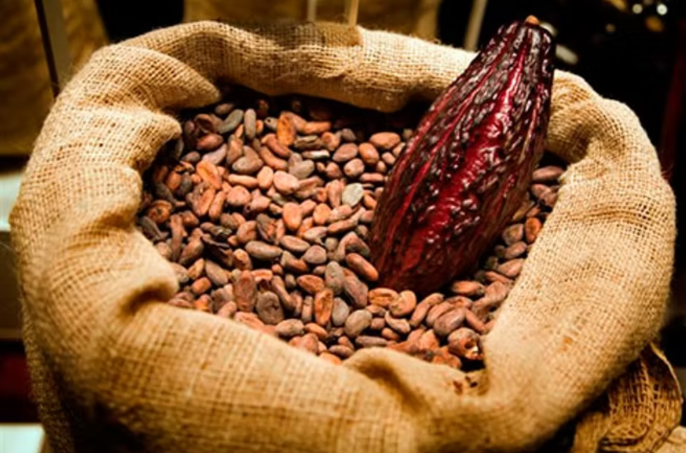 Trabalhador M. Libânio processando cacau